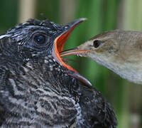 Common Cuckoo