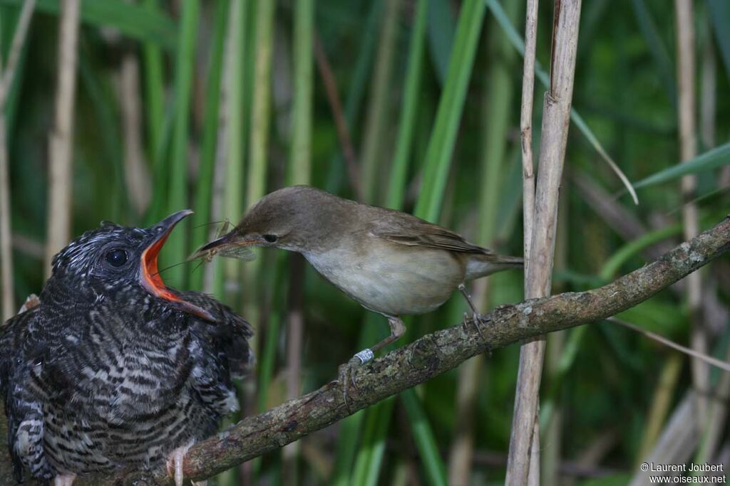 Common Cuckoo