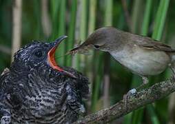 Common Cuckoo