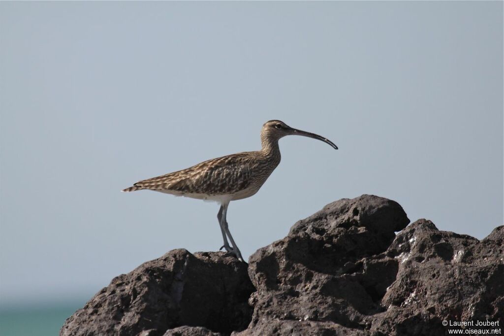 Eurasian Whimbrel