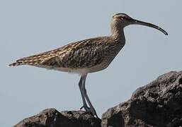 Eurasian Whimbrel