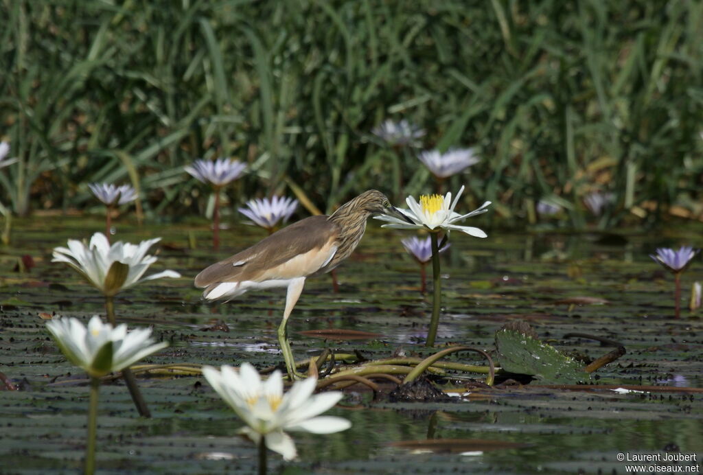 Crabier chevelu