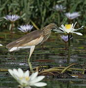 Squacco Heron