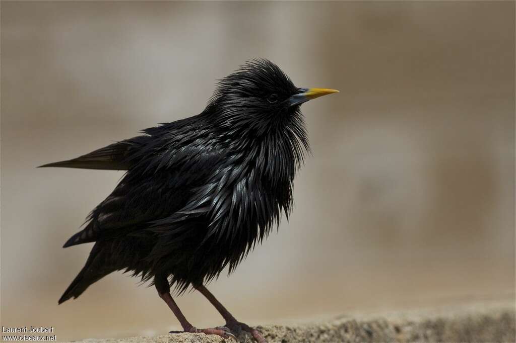 Spotless Starling male adult breeding, Behaviour