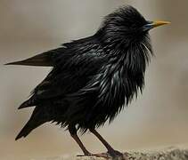 Spotless Starling