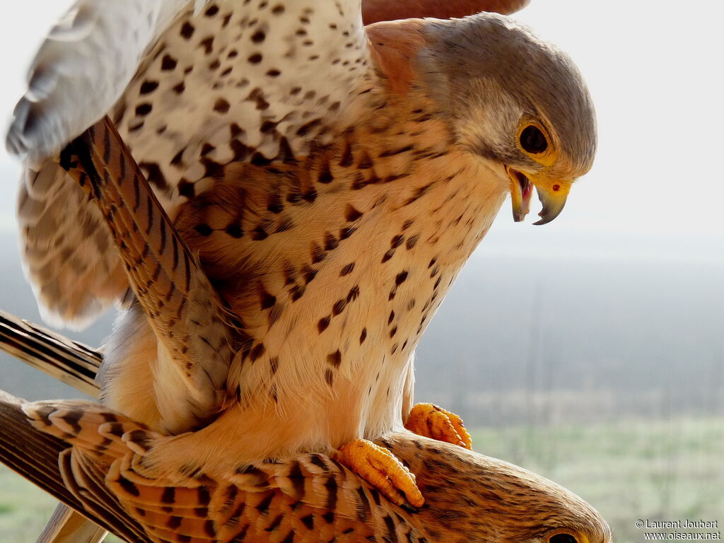 Common Kestrel