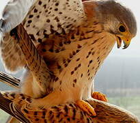 Common Kestrel