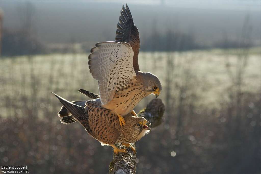 Common Kestreladult, mating.