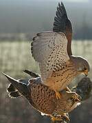 Common Kestrel