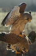 Common Kestrel