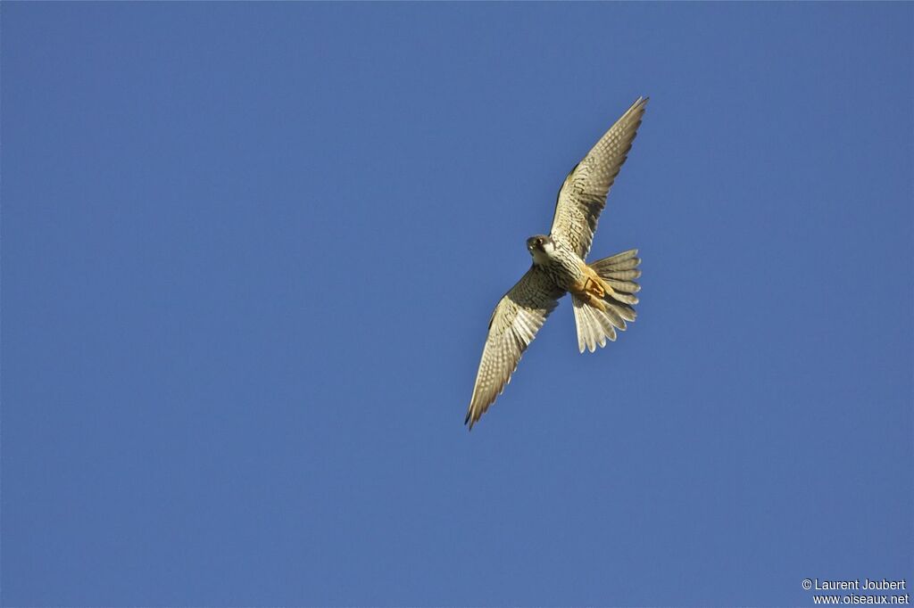 Eurasian Hobby