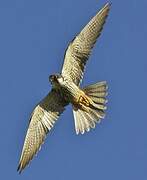 Eurasian Hobby