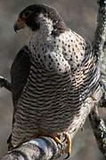 Peregrine Falcon