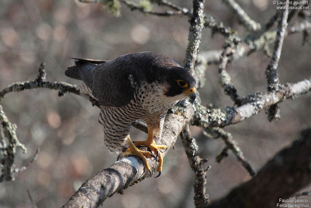 Peregrine Falcon