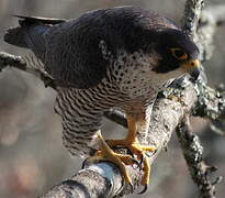 Peregrine Falcon