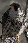 Peregrine Falcon