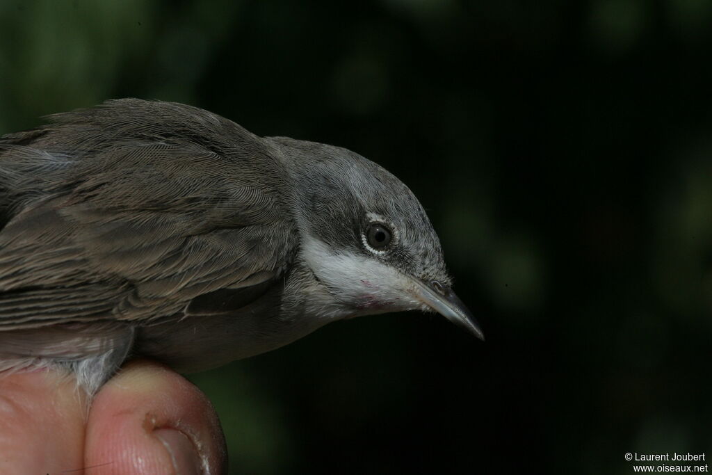 Lesser Whitethroat