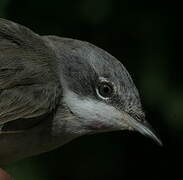 Lesser Whitethroat