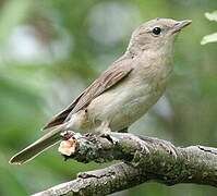 Garden Warbler