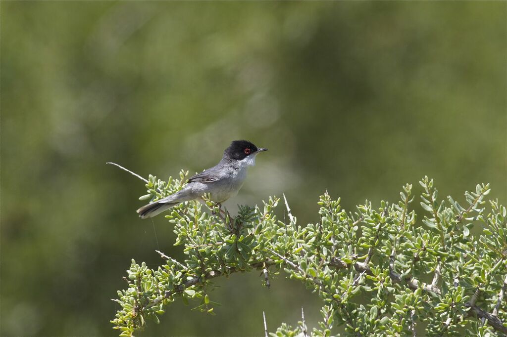 Sardinian Warbler