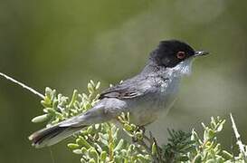 Sardinian Warbler