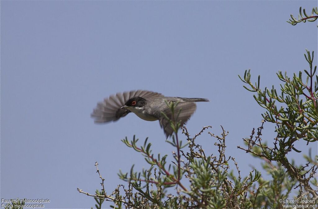 Sardinian Warbler