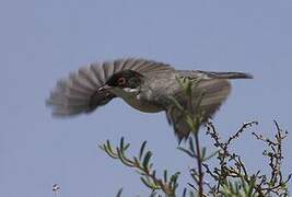 Sardinian Warbler