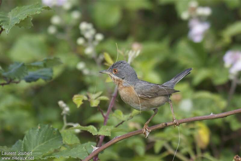 Subalpine Warbler male adult, Reproduction-nesting