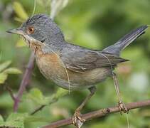 Subalpine Warbler