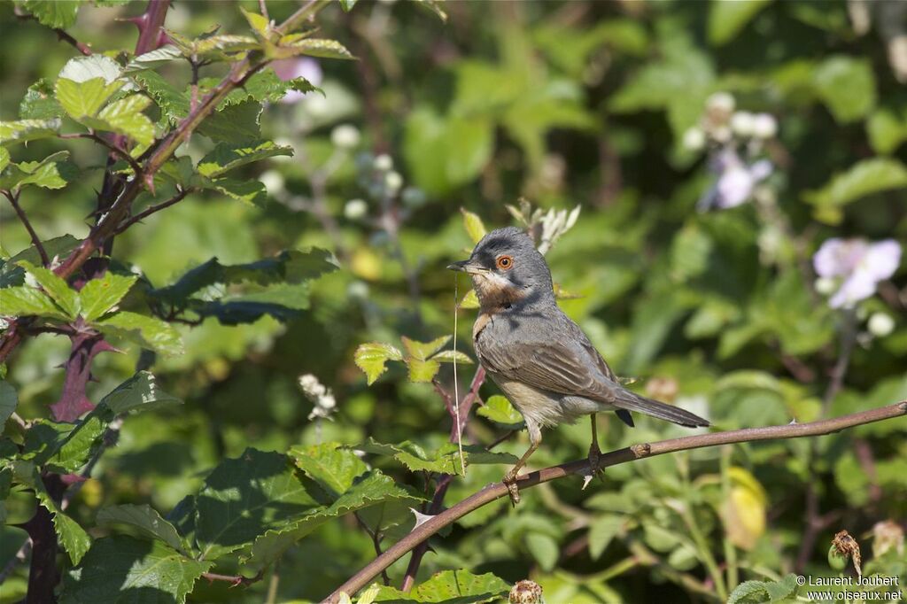 Fauvette passerinette