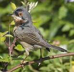 Fauvette passerinette