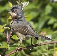 Subalpine Warbler