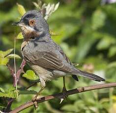 Fauvette passerinette