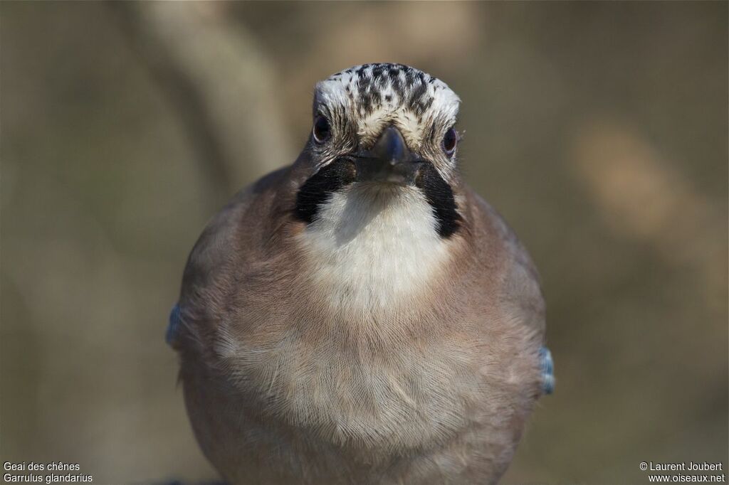 Eurasian Jay