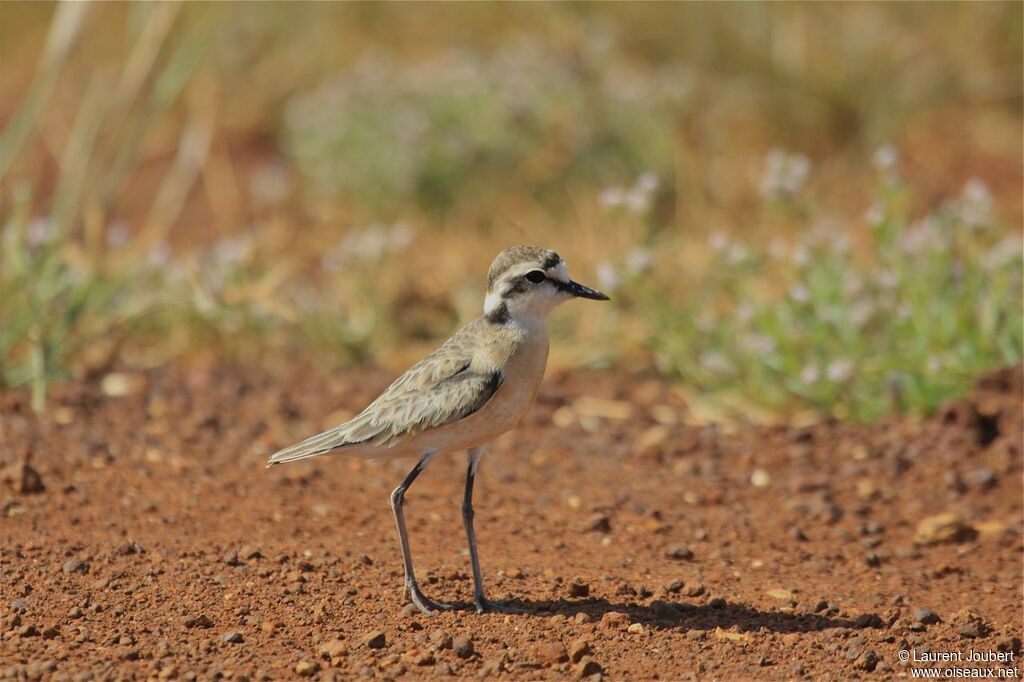 Kittlitz's Plover