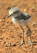 Kittlitz's Plover