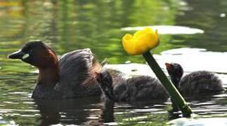 Little Grebe