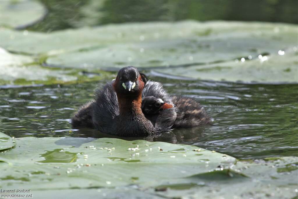 Little Grebe, Behaviour