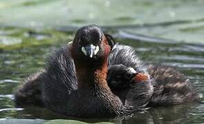 Little Grebe