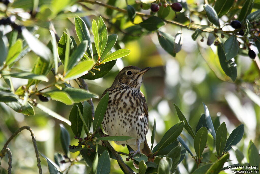 Song Thrush