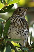 Song Thrush