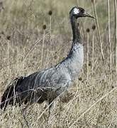 Common Crane