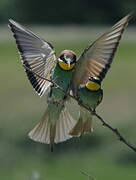 European Bee-eater