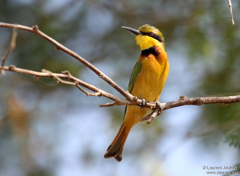 Little Bee-eater male adult