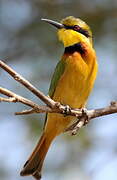 Little Bee-eater