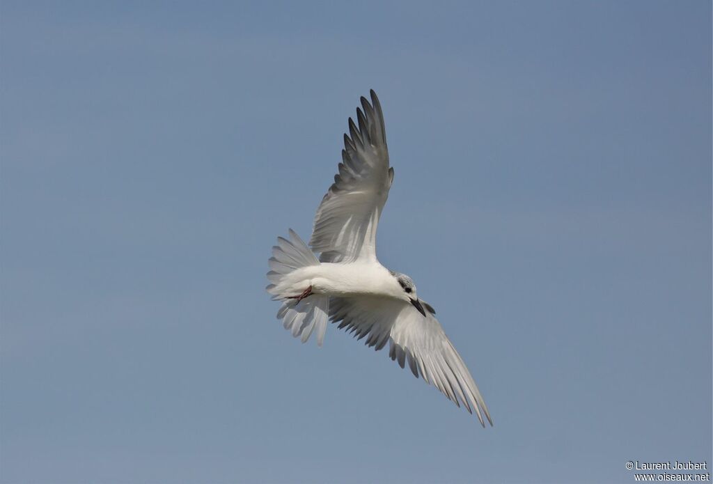 Whiskered Tern