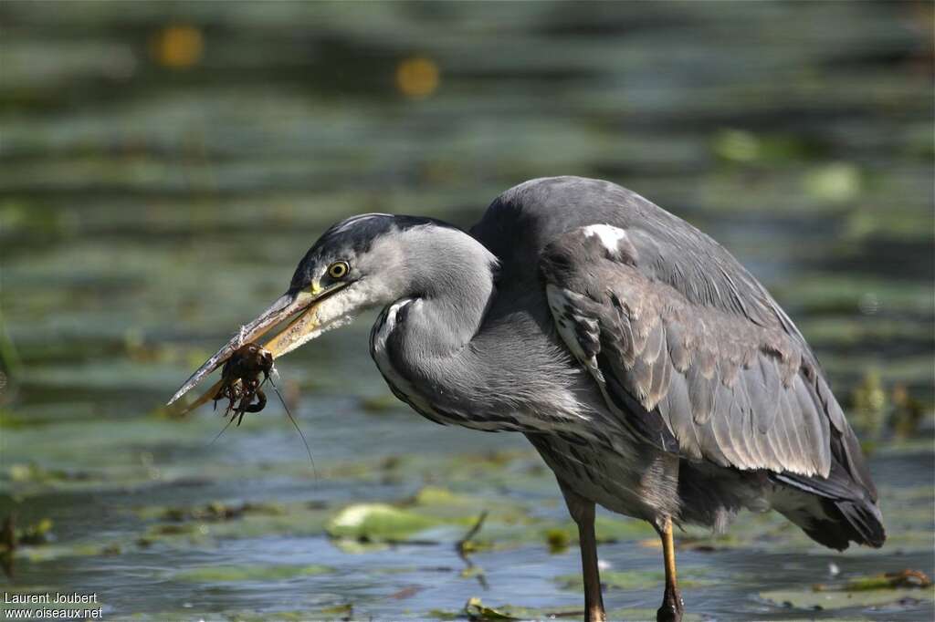 Grey Heronsubadult, feeding habits, Behaviour