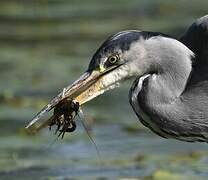 Grey Heron