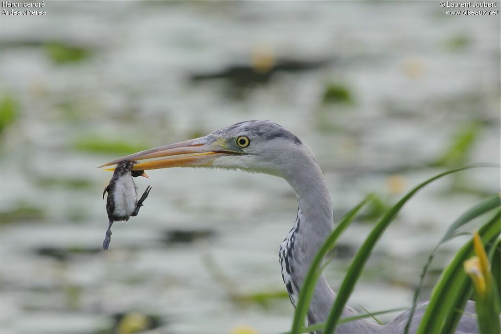 Grey Heron