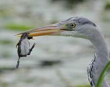 Grey Heron